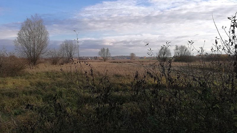 łaki nad rzeką Wolicą 