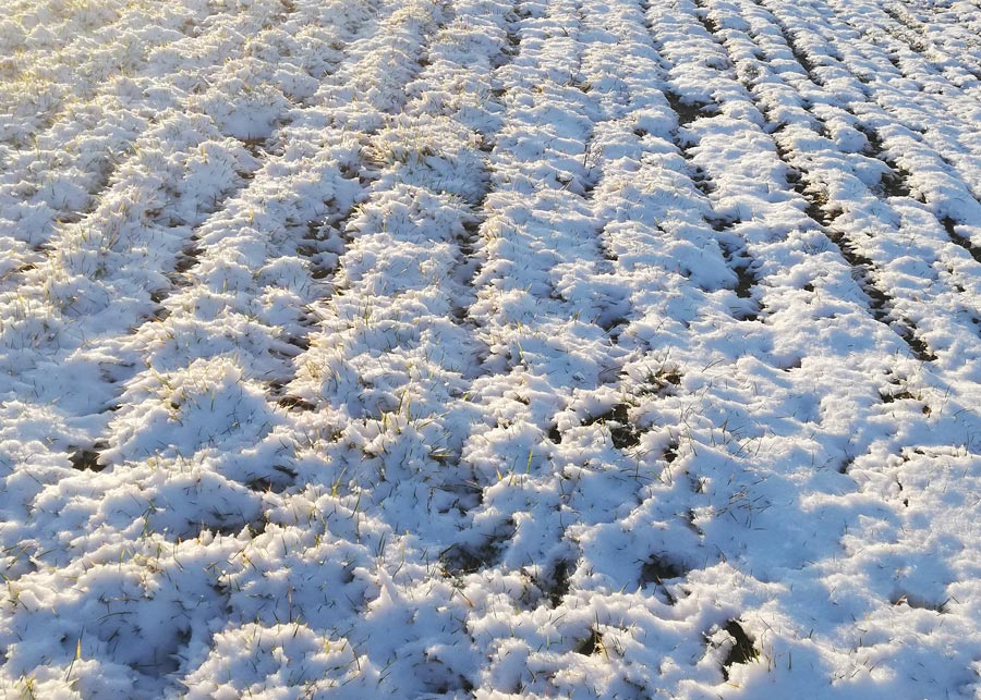polne bruzdy przysypane śniegiem