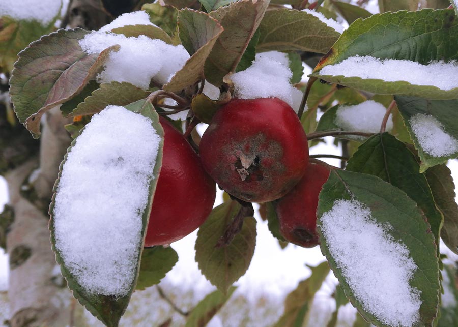 czerwone jabłka na jabłoni przysypanej śniegiem