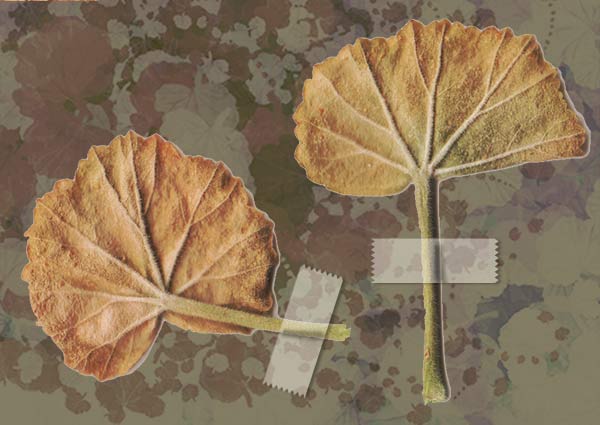 liście pelargoni