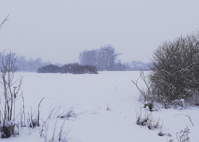  Łaki i krzaki przyprószone sniegiem