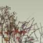brush 5