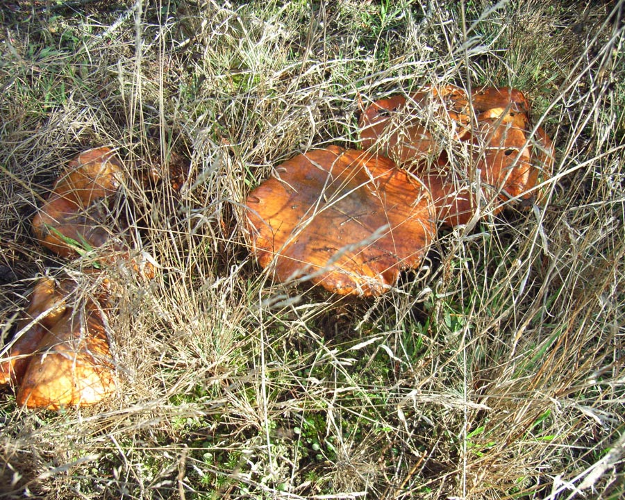 grzyby maslaki wśród trawy