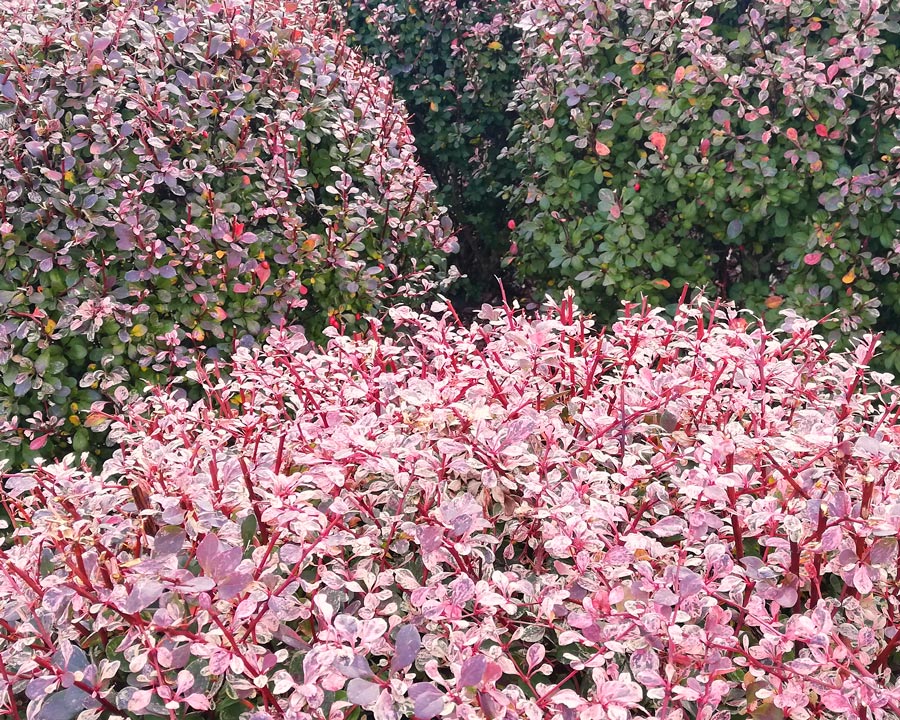 wspaniałe rózowe krzaki berberysów w ogrodzie