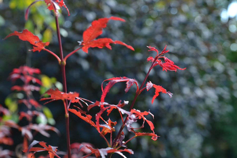 czerwone listki krzewu w jesiennym ogrodzie