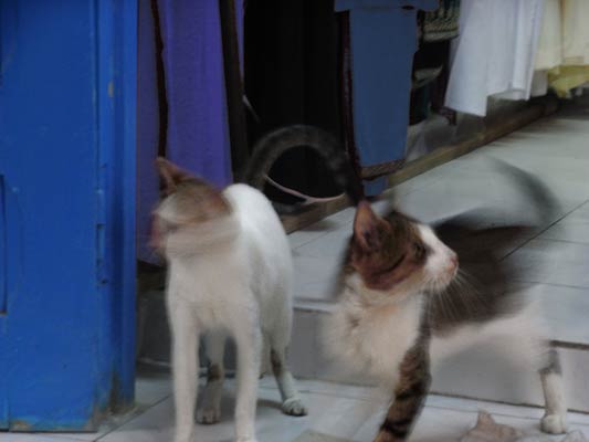  kot białe w łaty na progu sklepu, Tunezja 