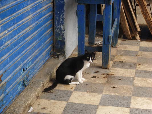 Czarno biały kot siedzi koło zamkniętego warsztatu
