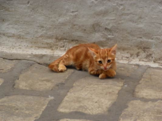 rudy kotek odpoczywający na ulicy