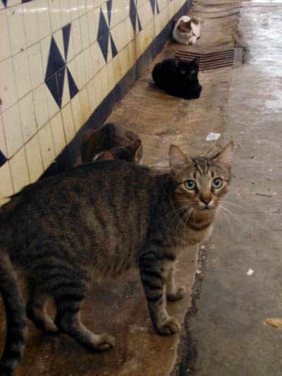 Przy murowanej ladzie straganu z rybami w hali targowej kręcą się koty
