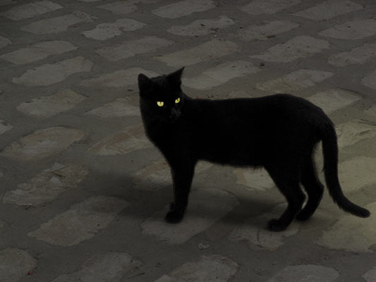 czarny kot wieczorem, Tunezja 