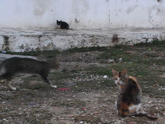 3 koty w zułku Sousse