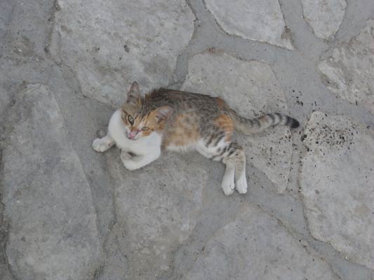kot leży na kamiennej posadzce, Tunezja 
