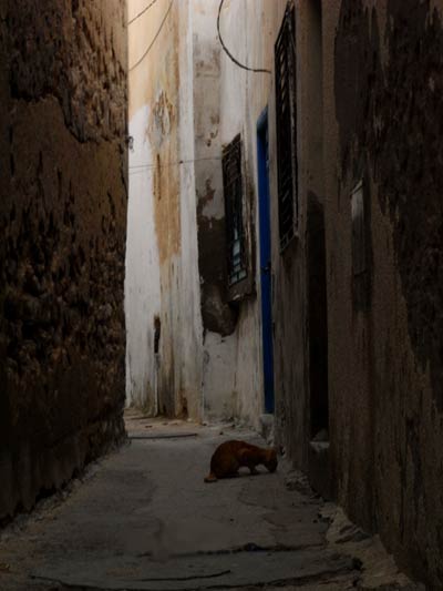 kot siedzący w bardzo wąskiej uliczce, Tunezja 