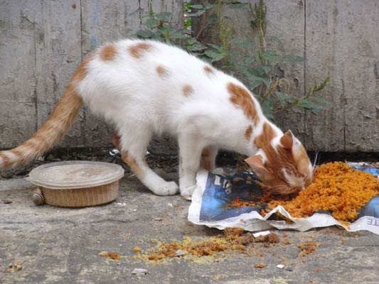 kot w rude plamy zajada wyłozony dla niego kuskus, Tunezja 