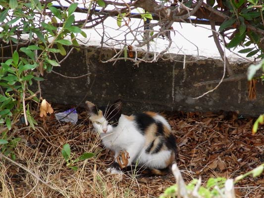 mały kot w łaty kolorowe schował się w cieniu,Tunezja 