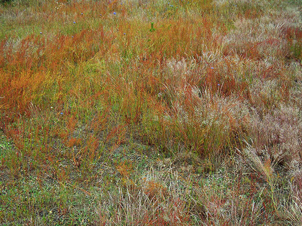 barwne wysuszone trawy