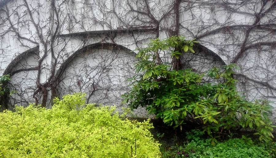 mur obrosnięty dzikim winem w Wieliczce