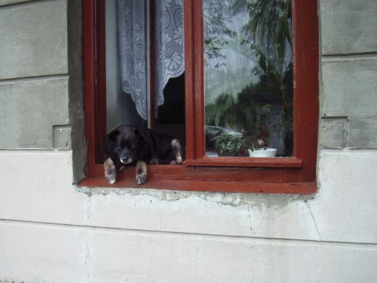 pies w oknie