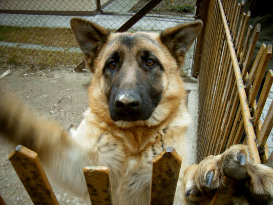 pies wita w Sandomierzu